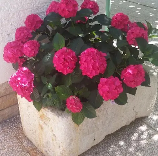 住宿加早餐酒店 Vukusic